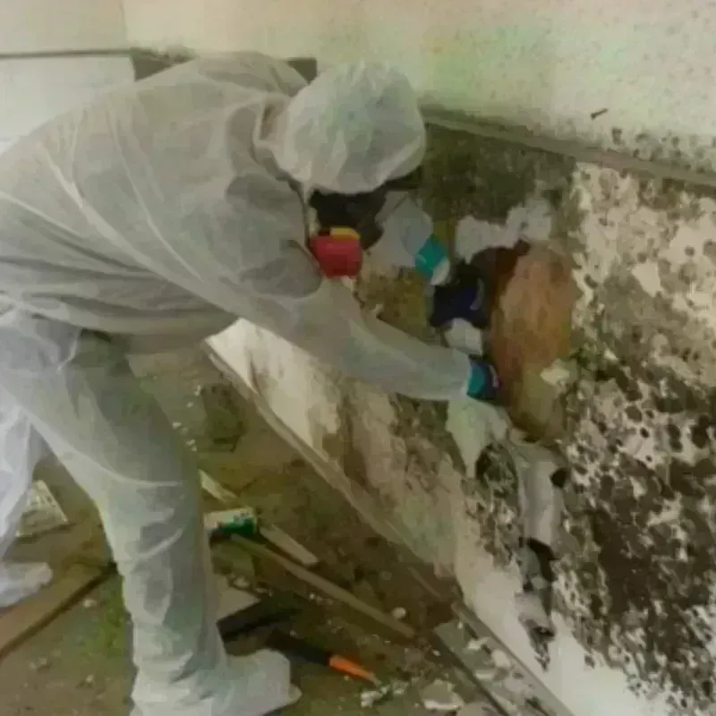 Mold Remediation and Removal in New Waterford, OH